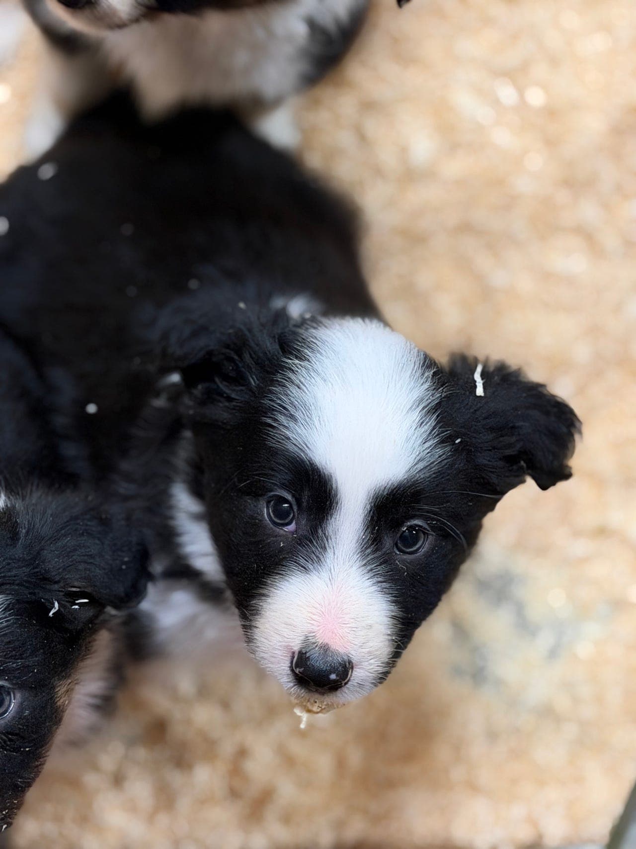 Border Collie valp til salgs! Leveringsklar.