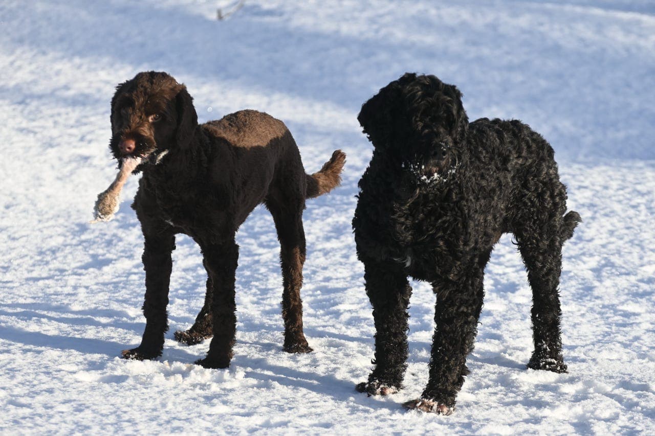 Portugisisk vannhundvalper ventes