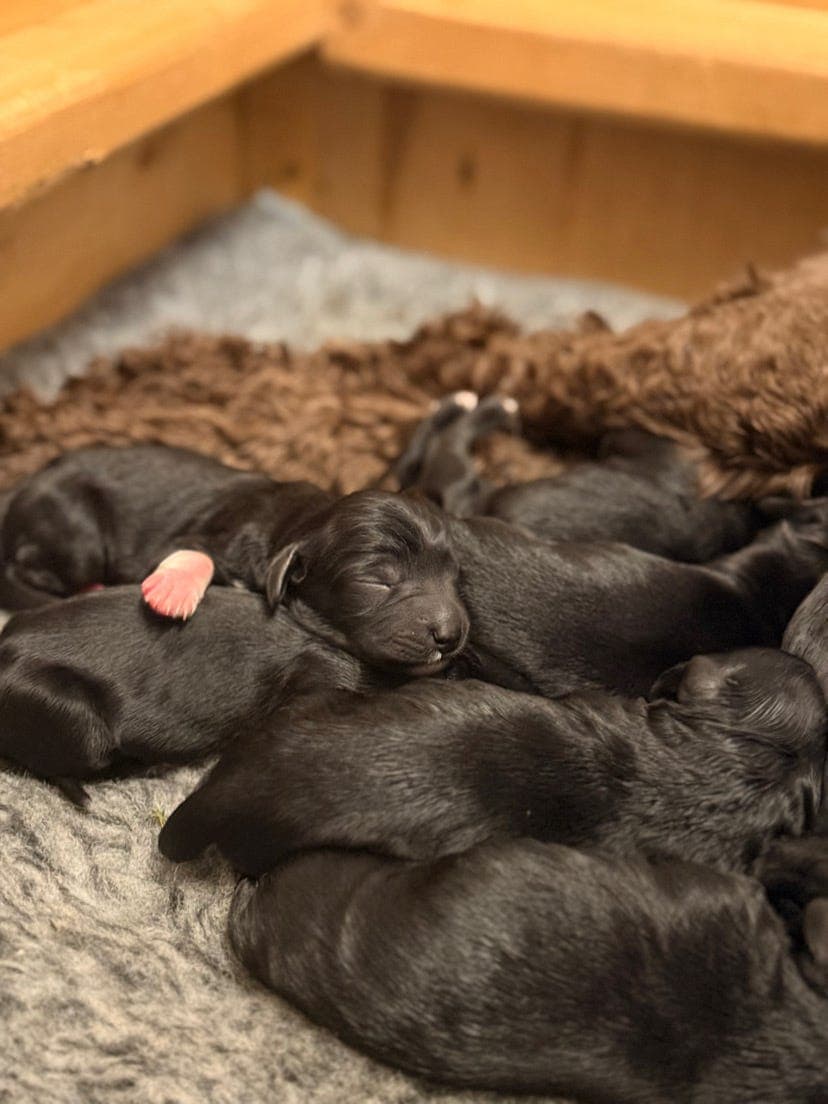 Portugisisk vannhund - valper født 26. Januar 2026