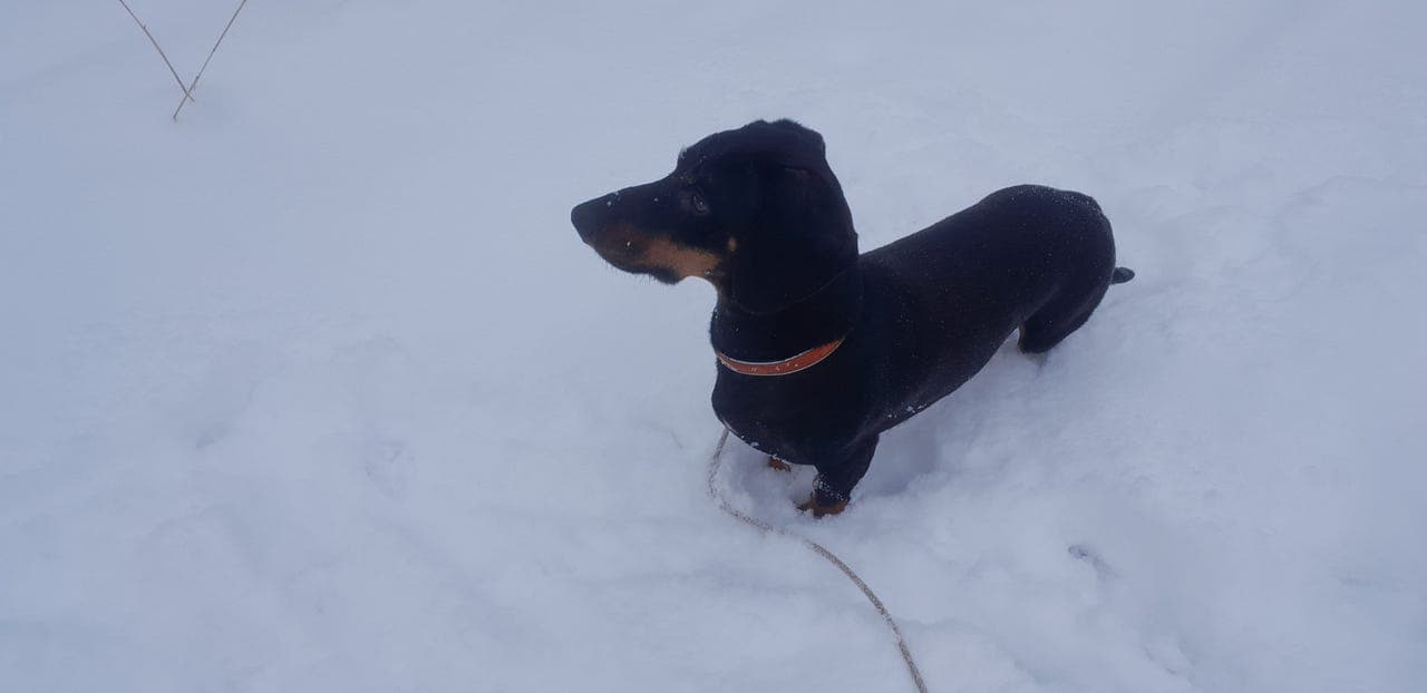 Korthårsdachs vurderes omplasert