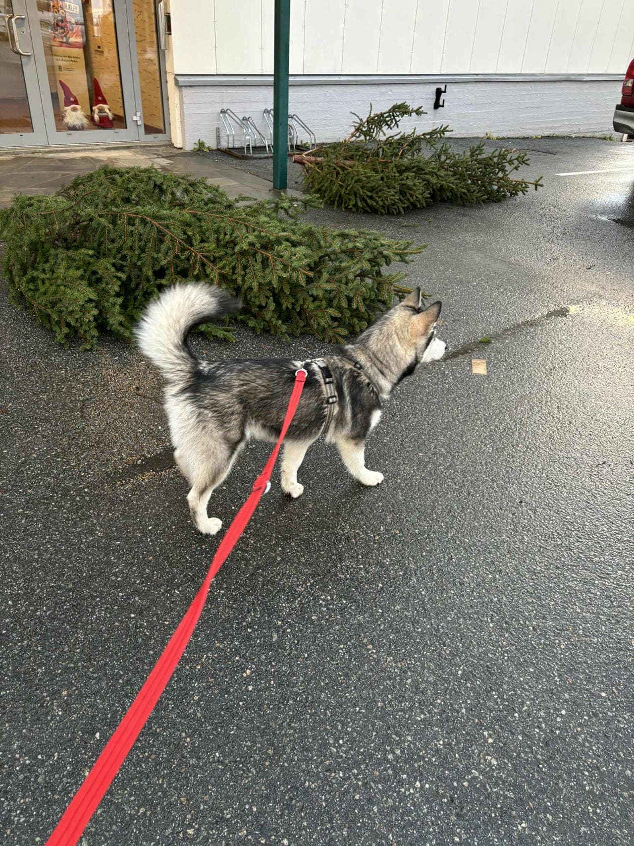 Alaskan malamute
