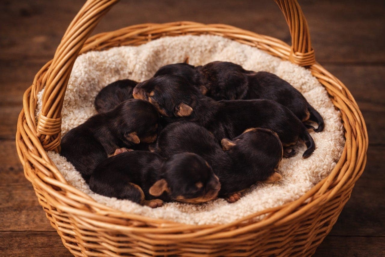 Yorkshire terrier valper