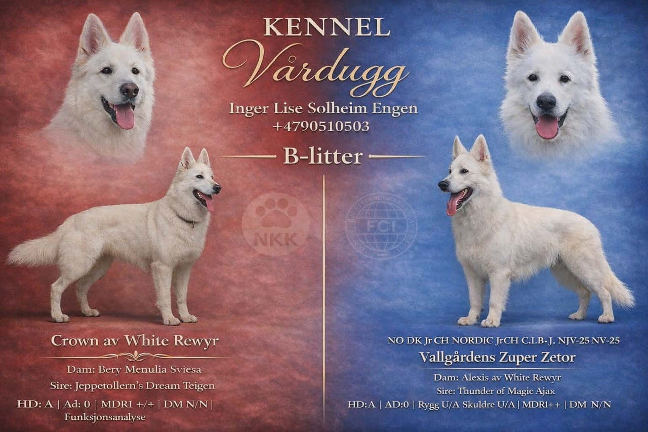 Hvite gjeterhundvalper ventes i februar