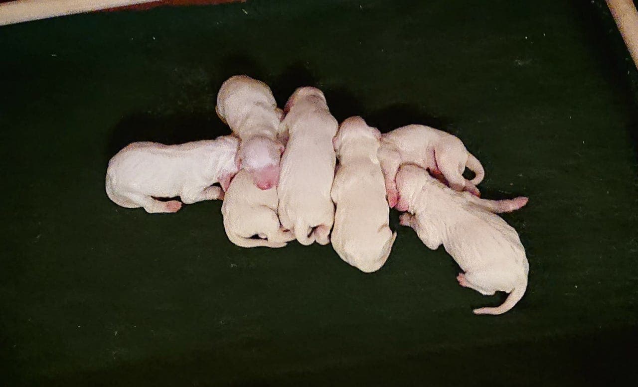 Engelsk setter valper til salgs