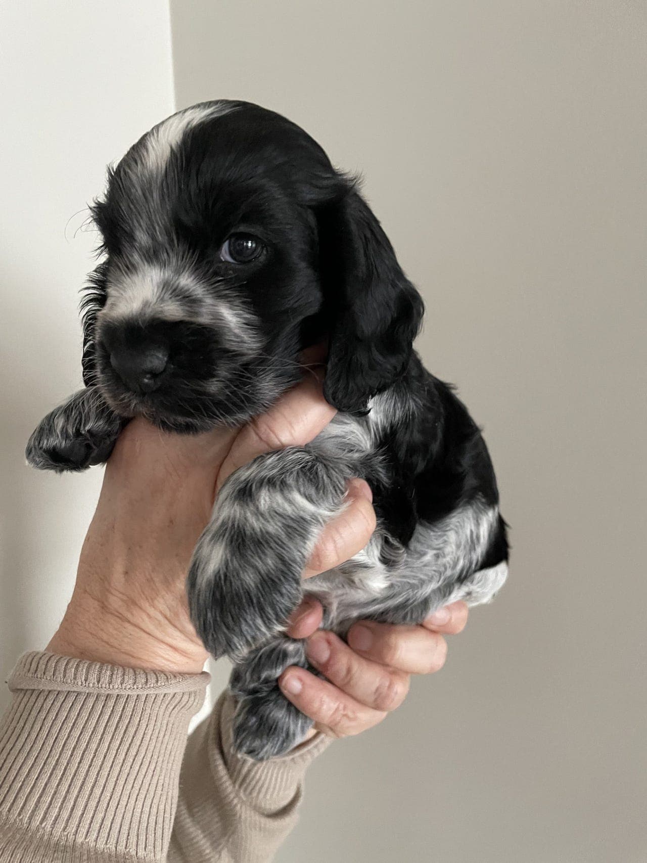 En venn for livet. Nydelig Engelsk Cocker Spaniel valp til salgs.