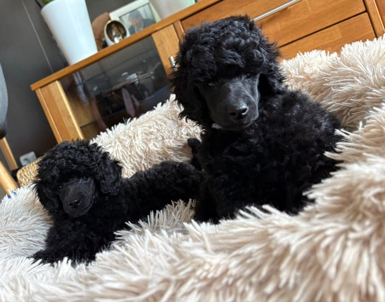 Mellompuddel gutter – NKK registrert – leveringsklare 22. mars