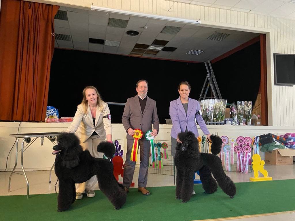 Storpuddelvalper planlegges – sorte – leveringsklare ca. uke 29