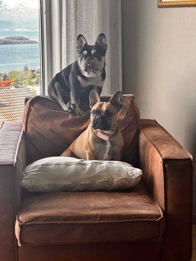 Hundepass fransk bulldog hannhund 3 år