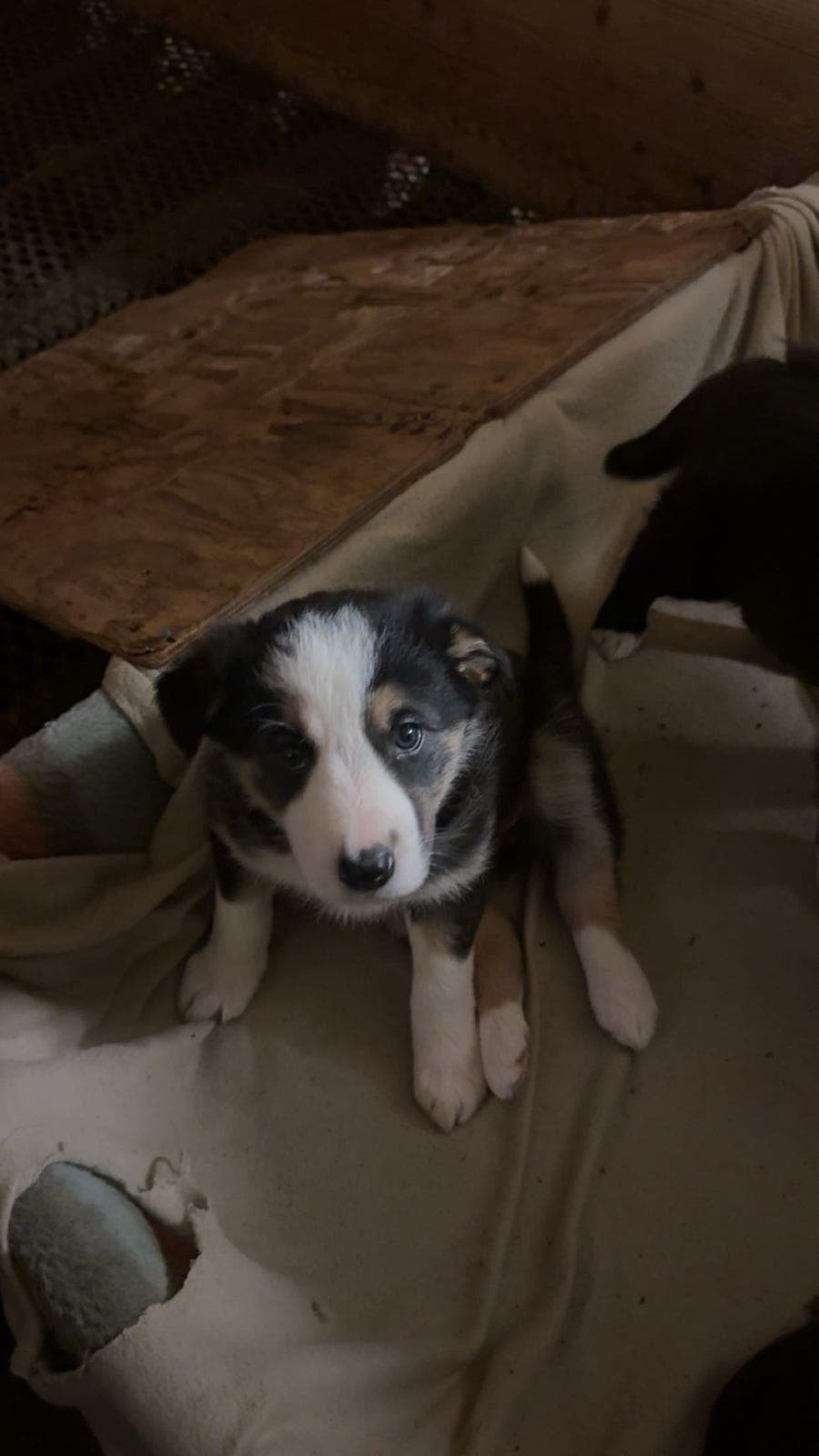 Border collie vapler til salgs!