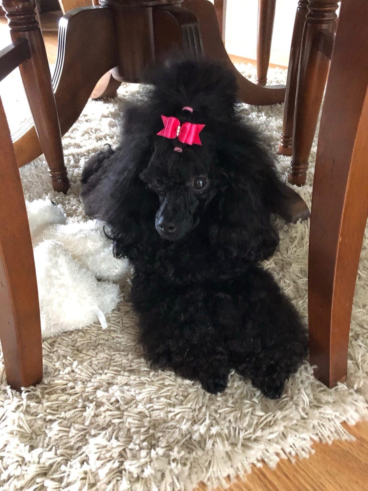 TOY/dvergpuddelvalper ventes