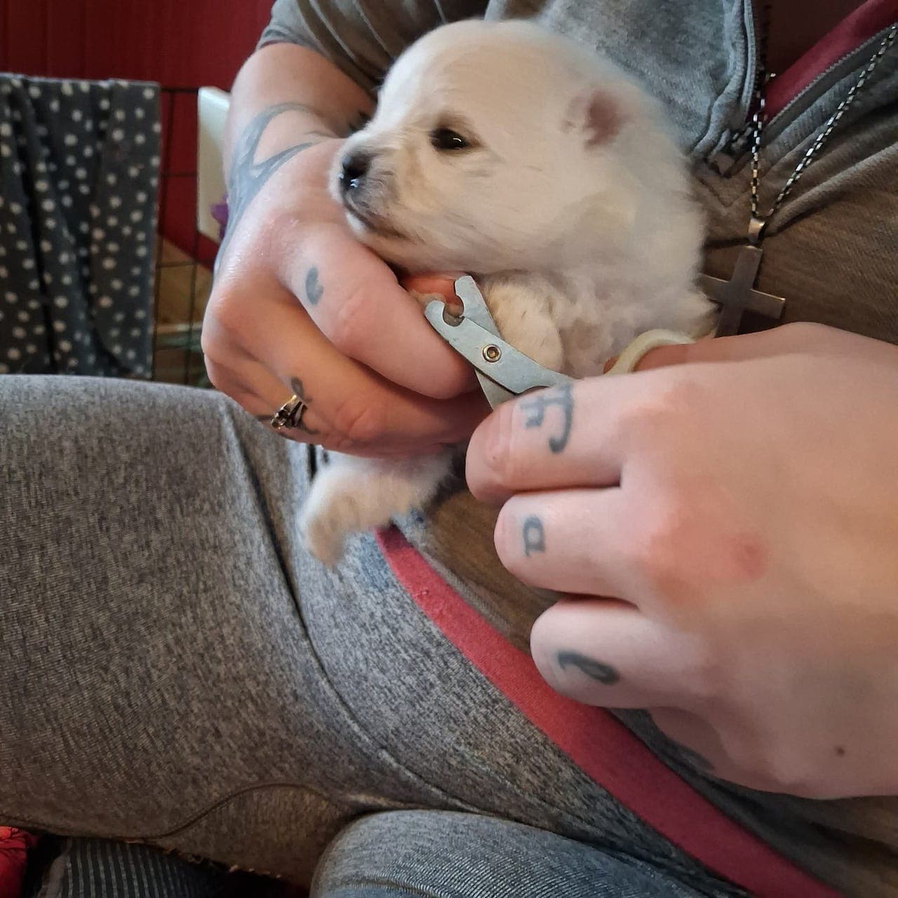 NKK reg kleinspitz gutt søker hjem