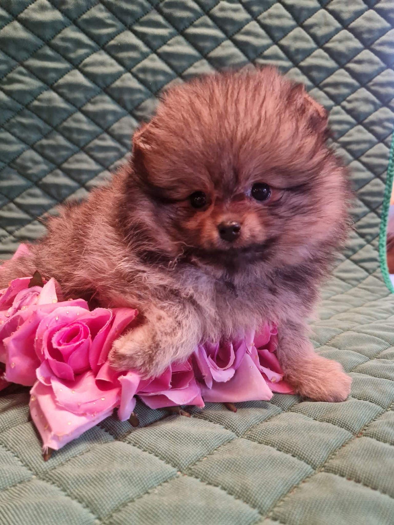 Nydelige Pomeranian valper