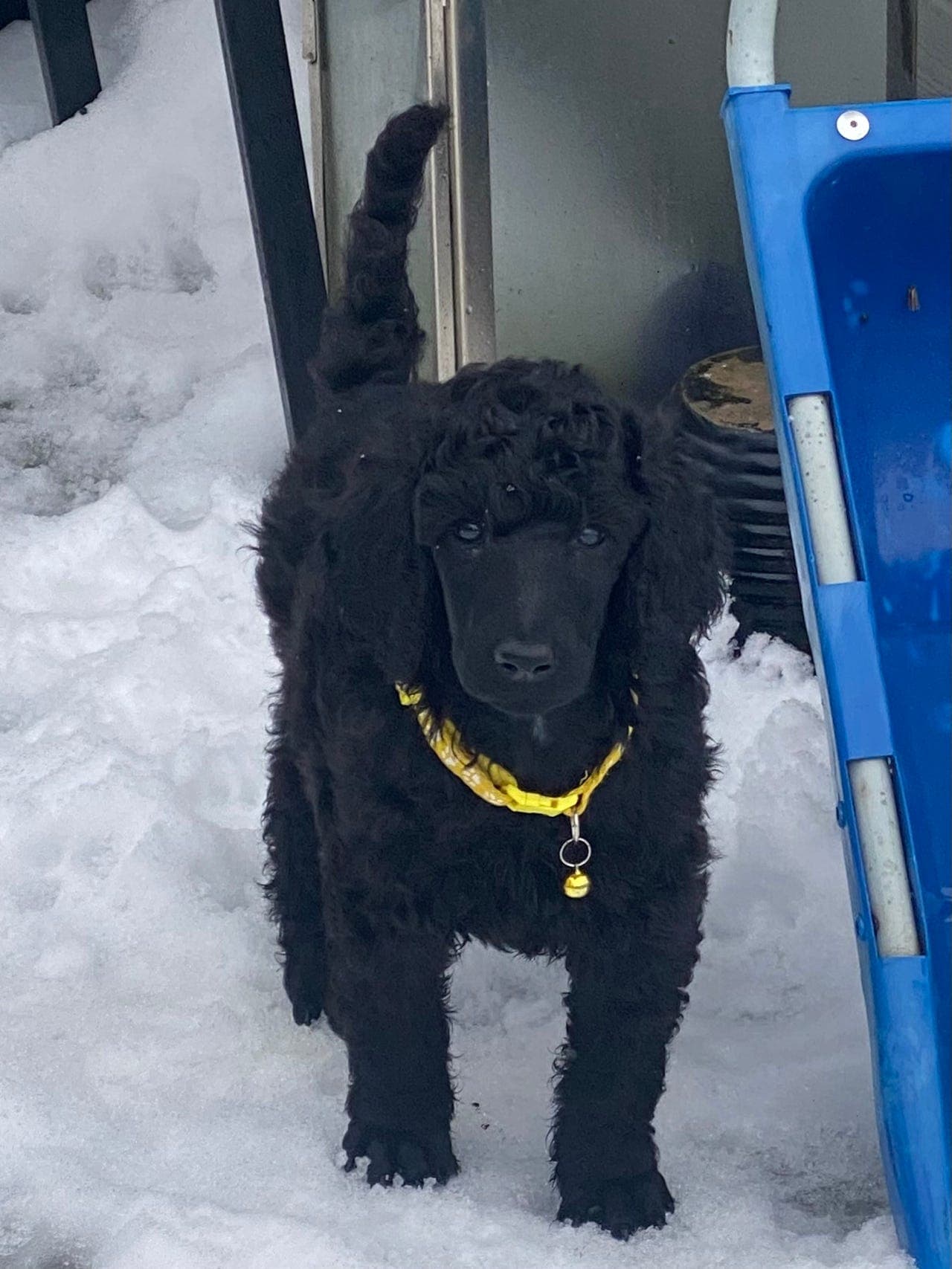 STORPUDDEL/ KONGEPUDDEL VALP