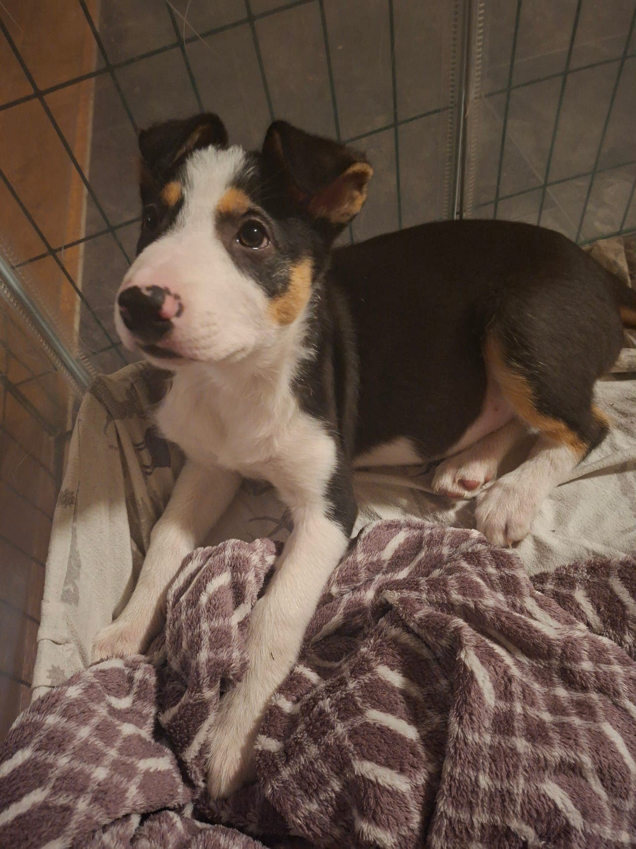 1 tricolor border collie han valp