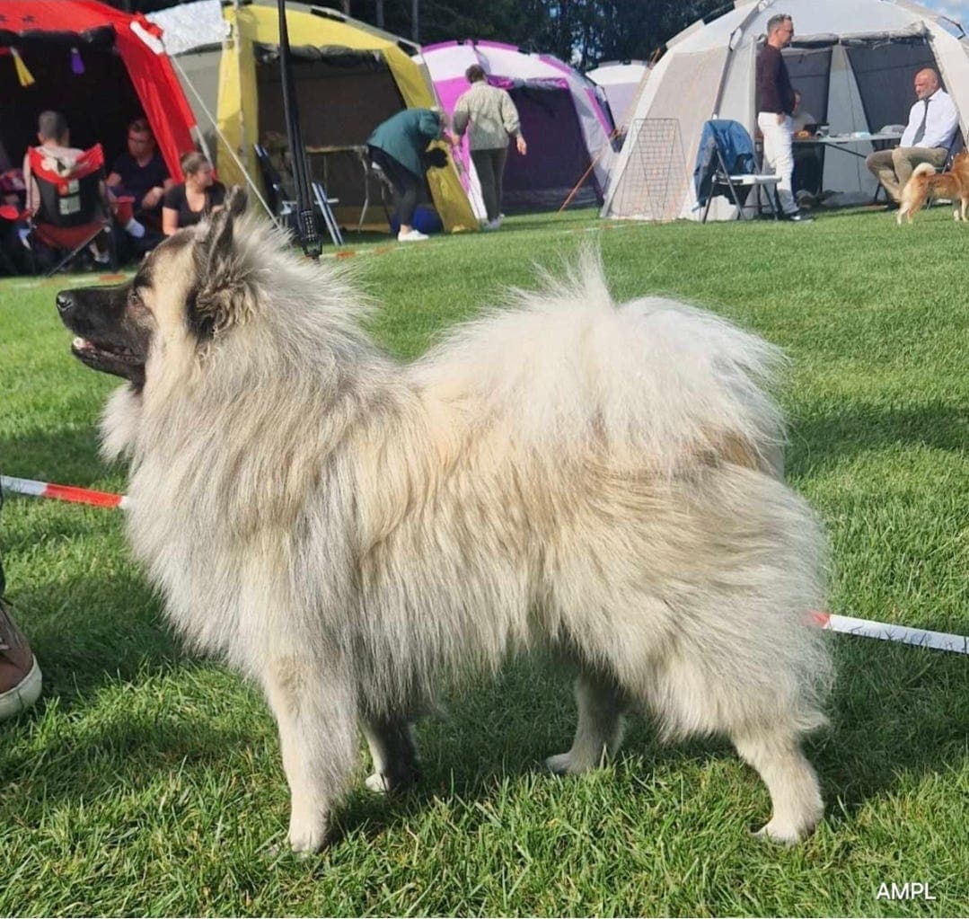 Fôrvert til mittelspitz 2 år