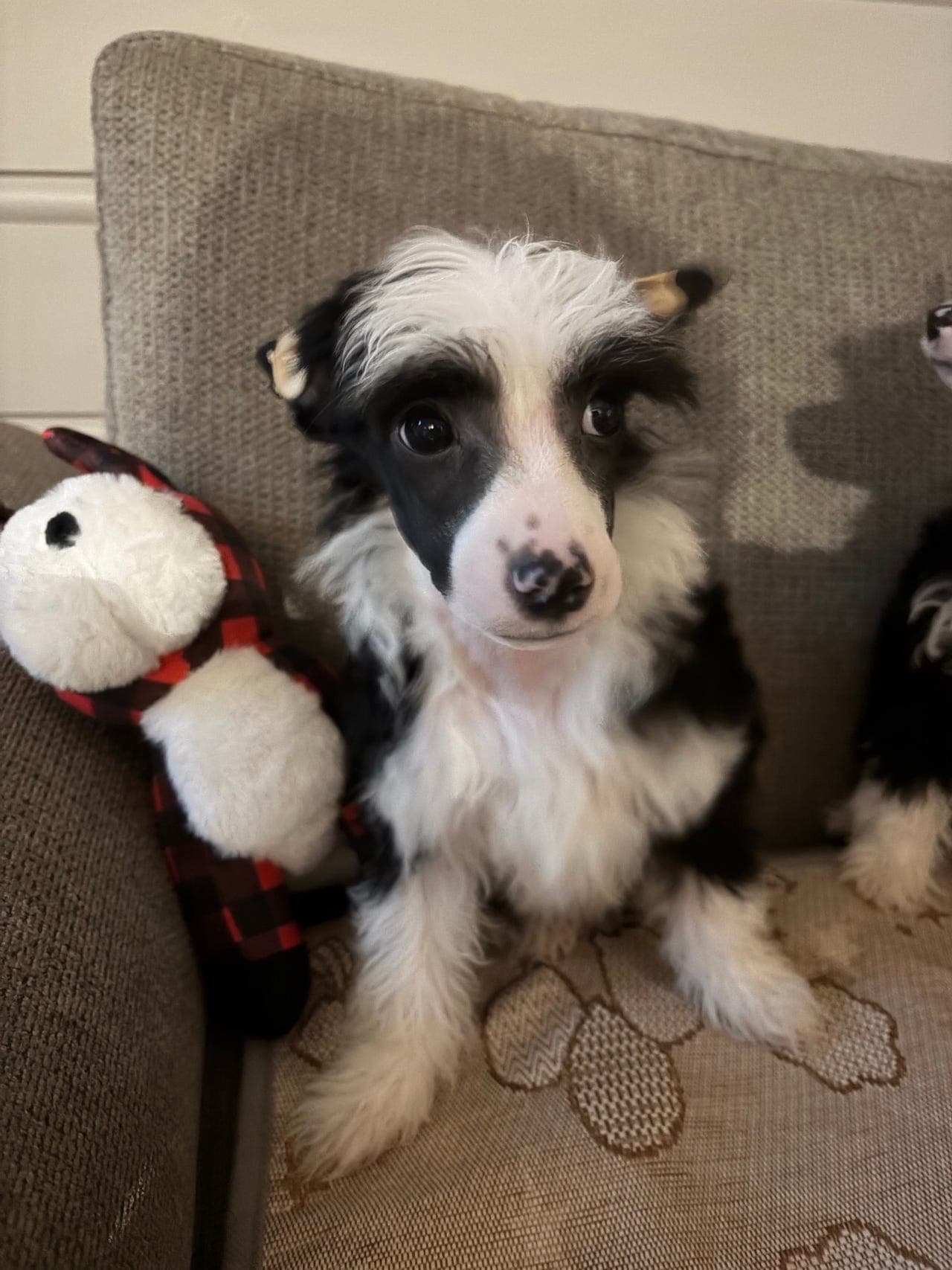 Chinese crested powder puff