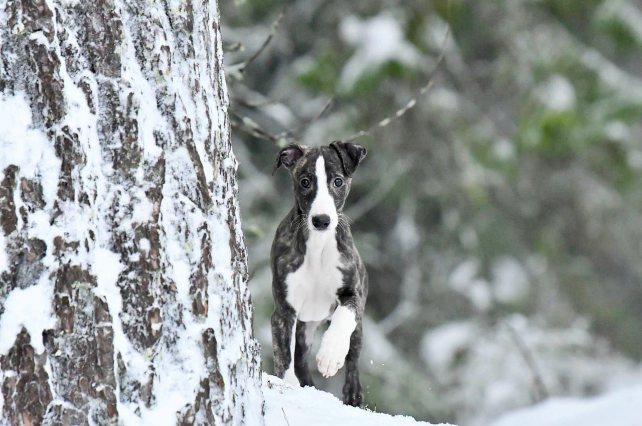 Skjønn Whippet hannvalp