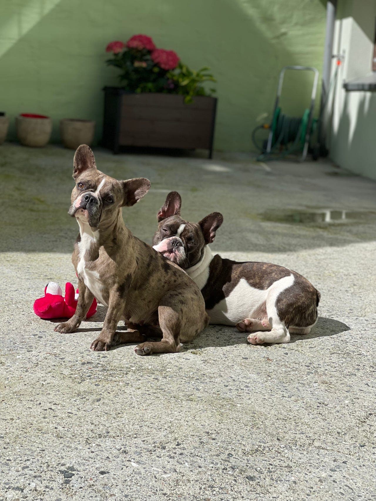 Fransk bulldog valper