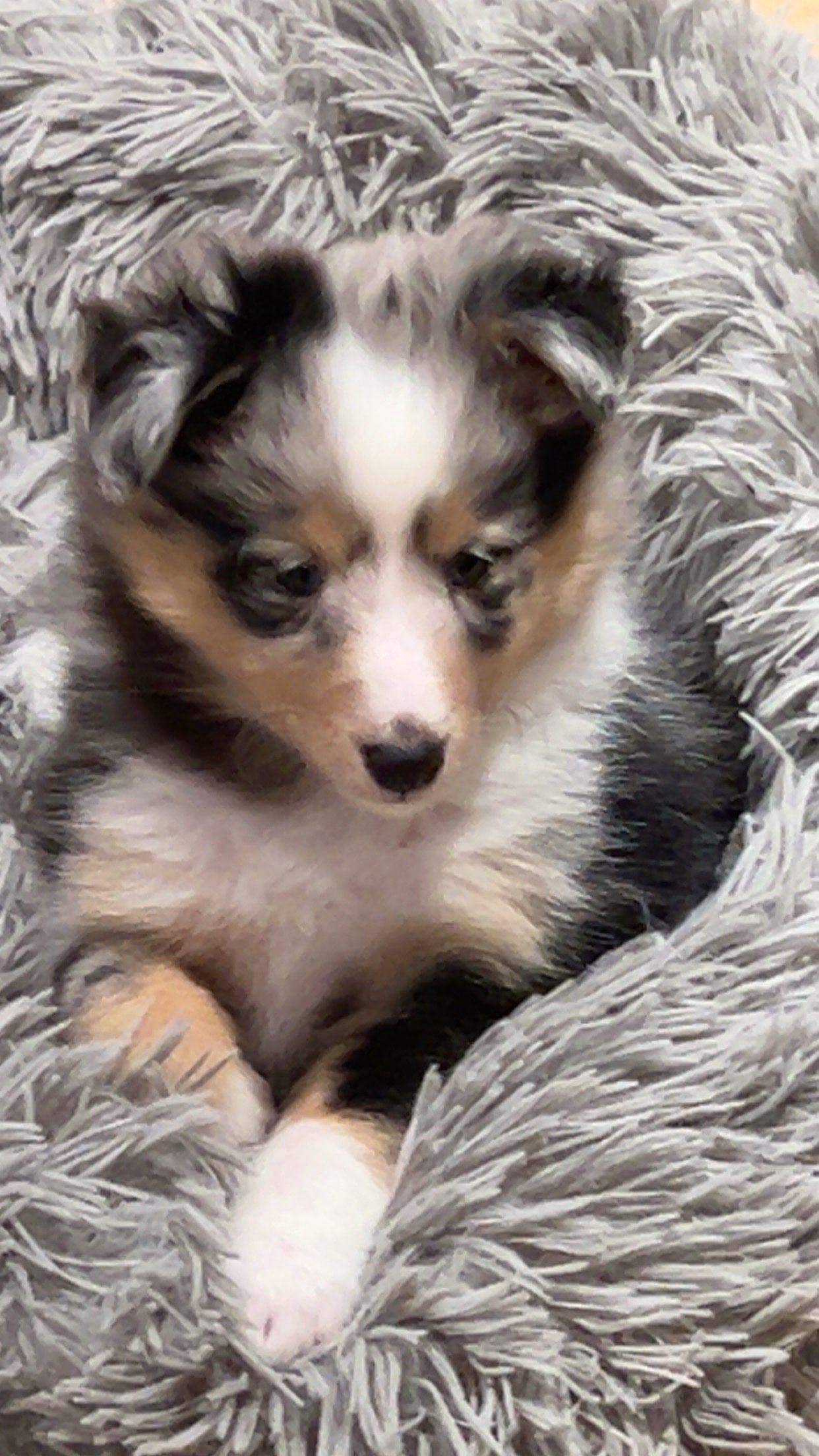 Shetland sheepdog valper
