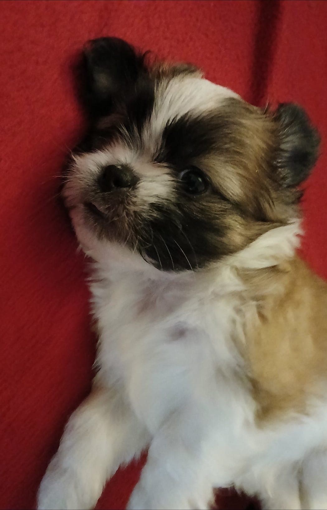 SHIH TZU VALPER