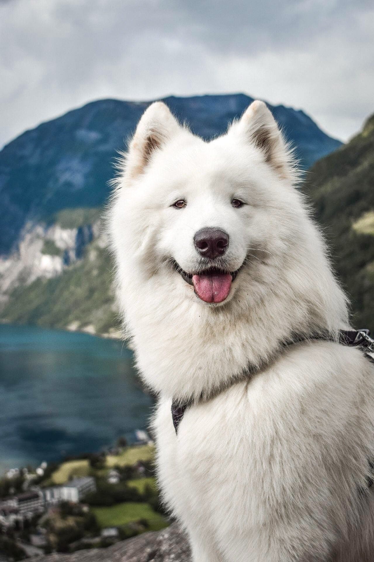 Omplassering av verdens beste samojedhund vurderes