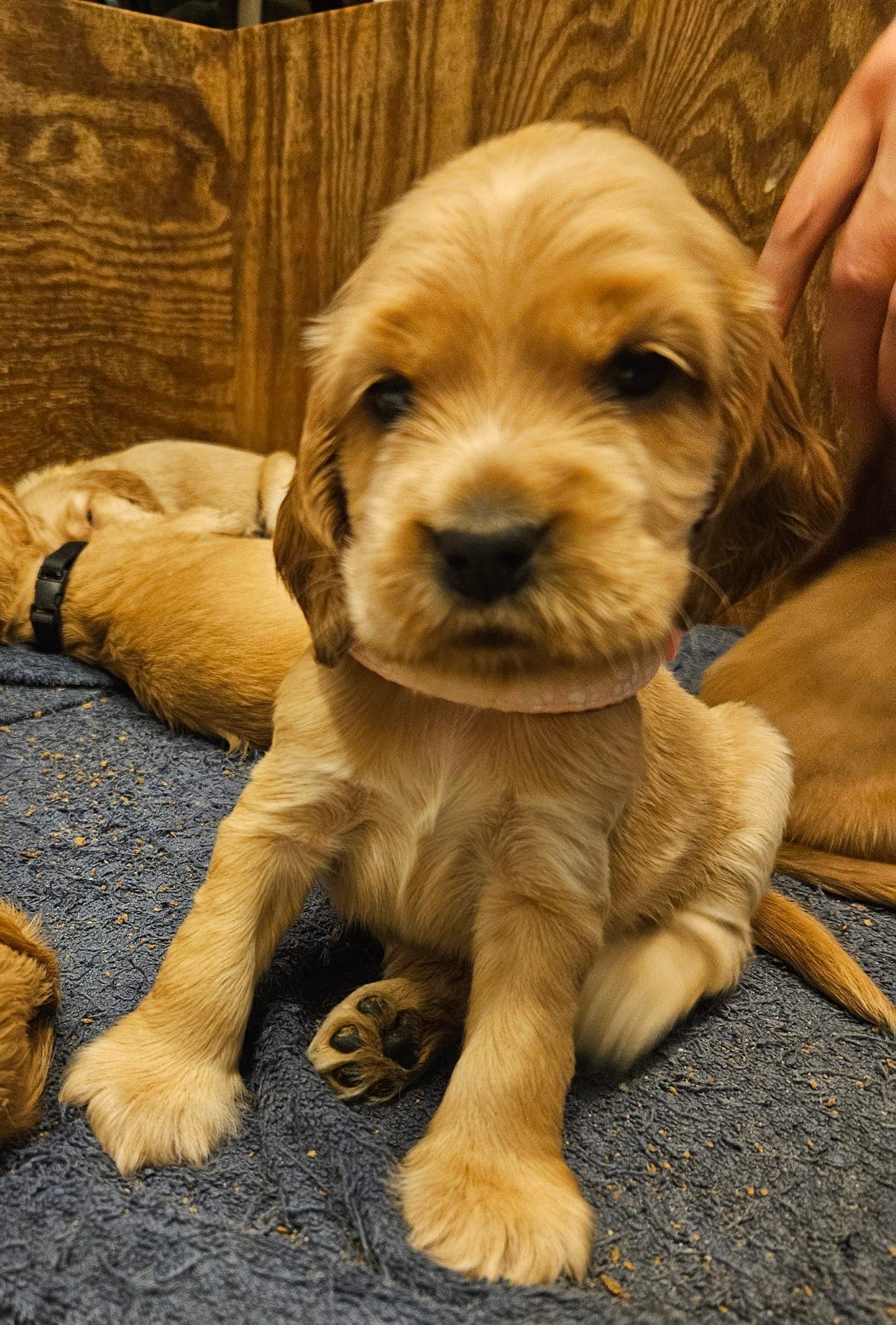 Engelsk cocker spaniel, en rød flott hannhundvalp ledig.