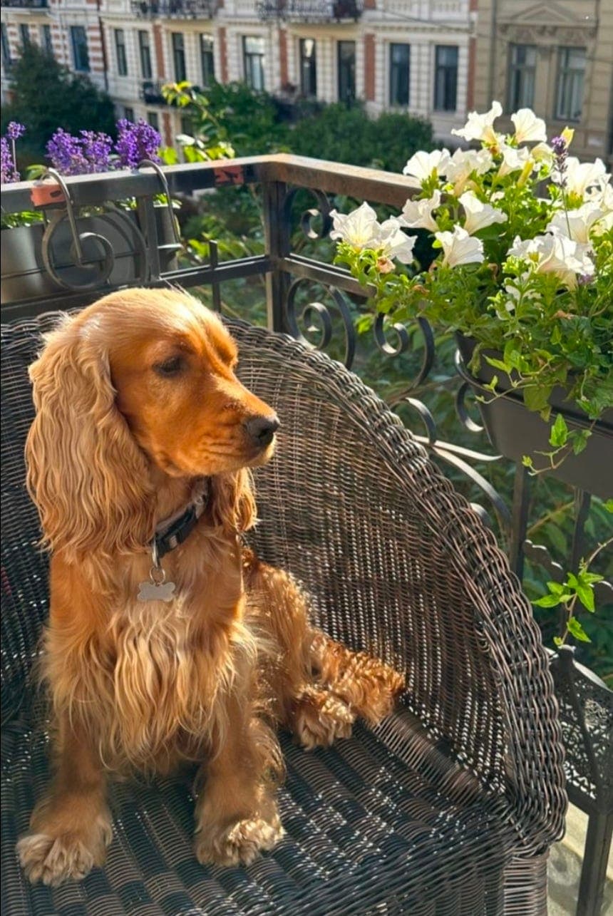 Engelsk cocker spaniel