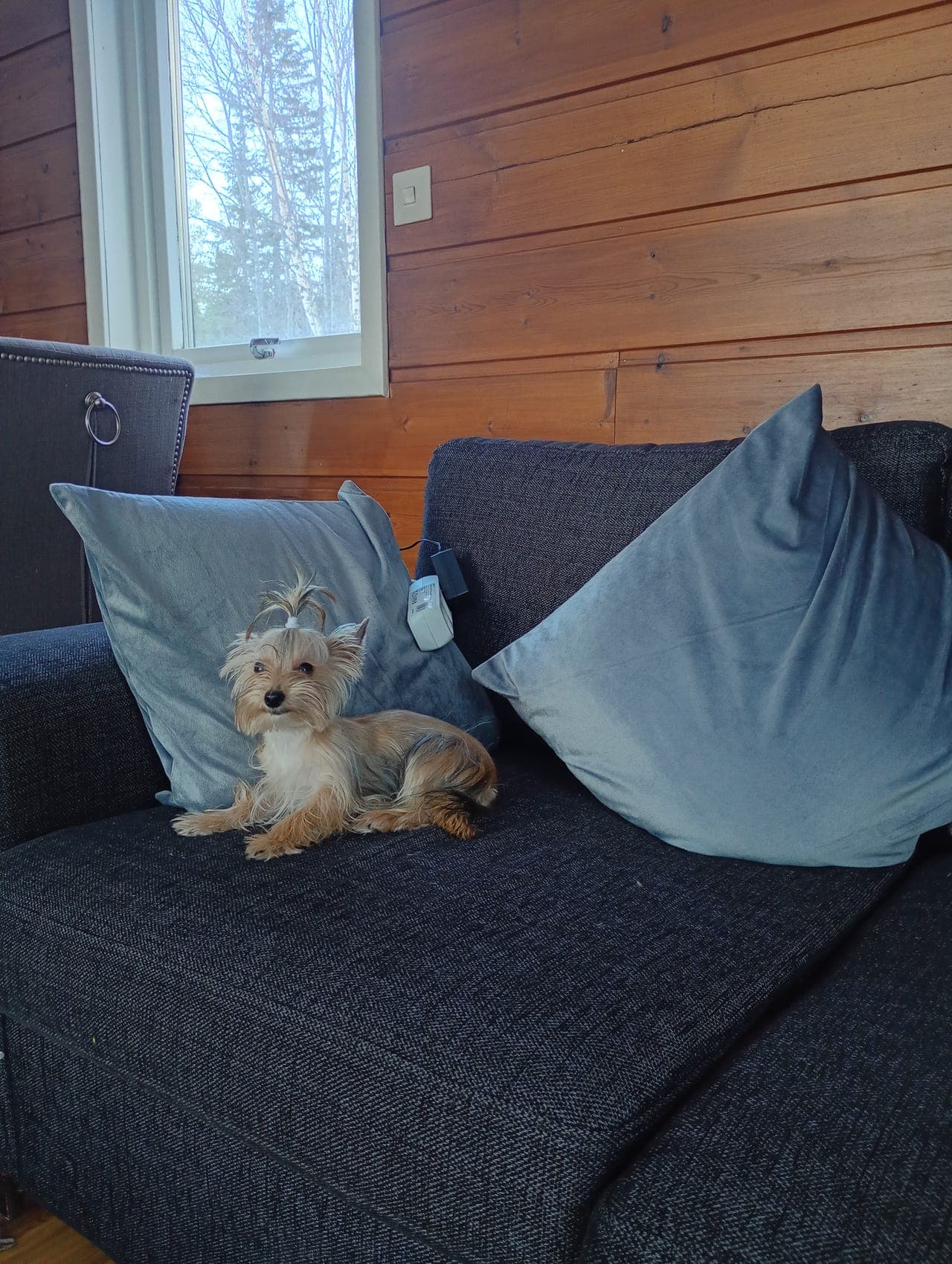 vakker yorkshire terrier valp