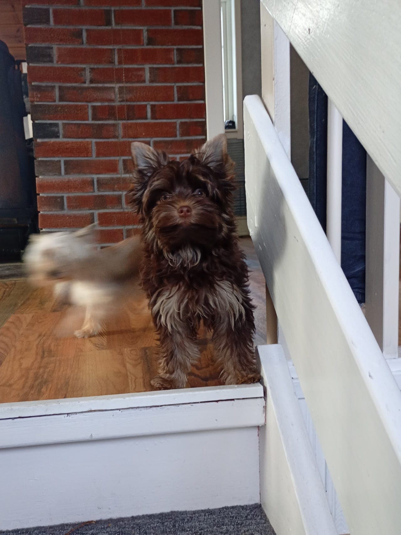 vakker yorkshire terrier valp