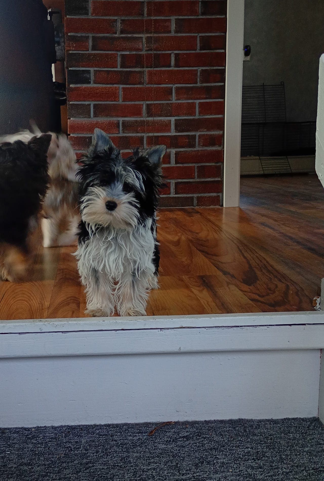 vakker yorkshire terrier valp