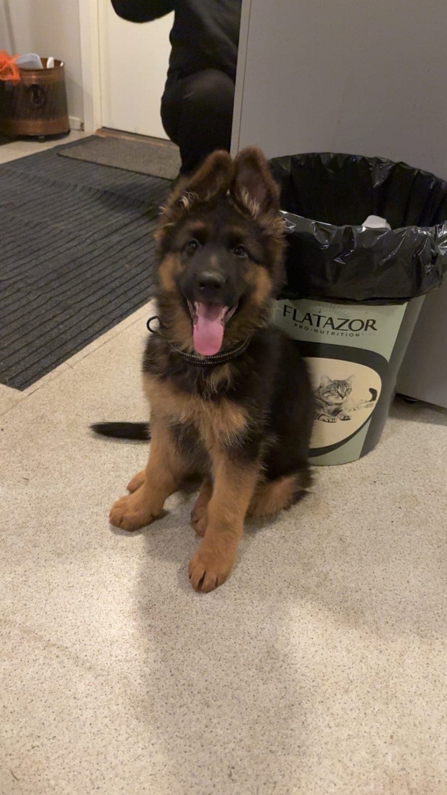 Lovende langhåret Schäferhannhund til salgs - Kennel Bukkesti