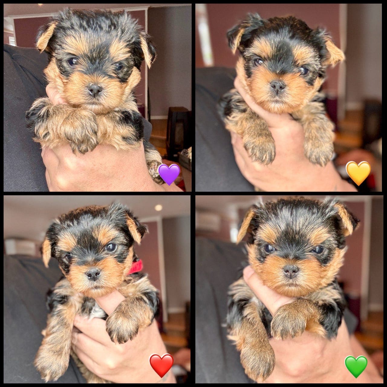 Yorkshire terrier (Yorkie)