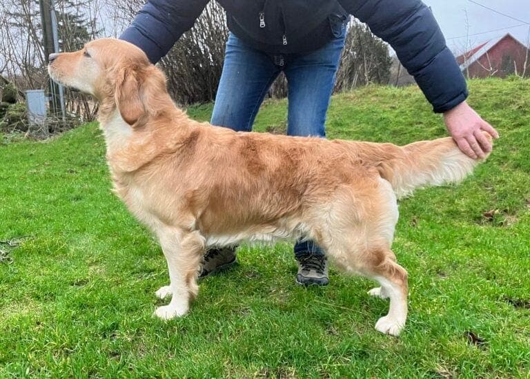 Golden Retriever valper ventes 20.02.2026