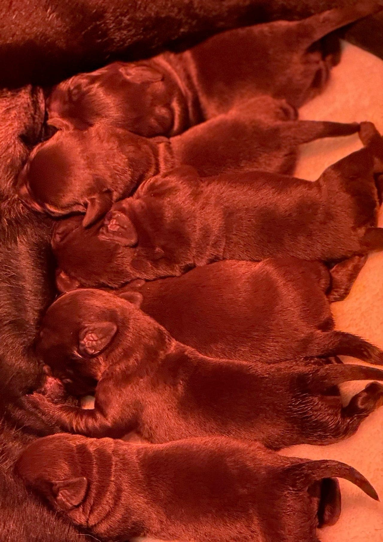 Labrador Retriever hannvalper selges.