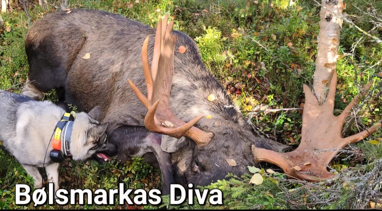 Valper Norsk Elghund Grå