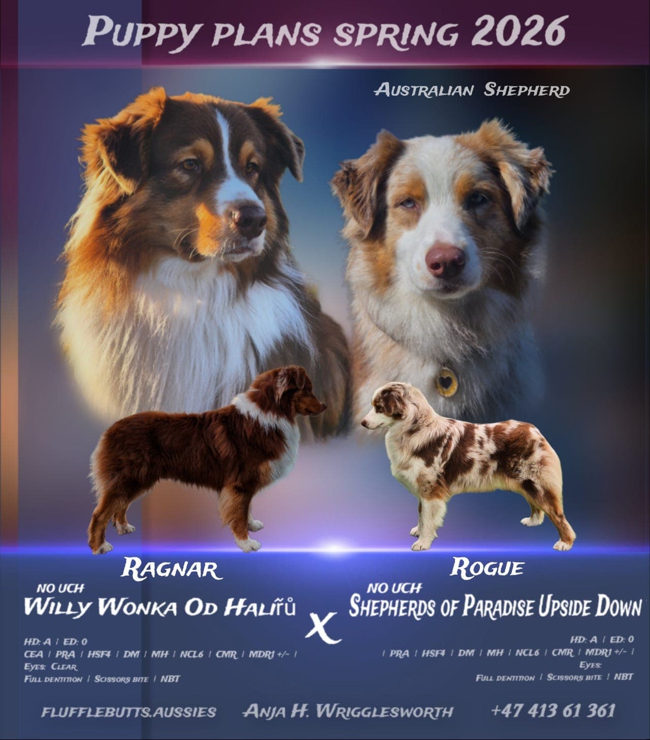 Kvalitets Australian Shepherd valper ventes