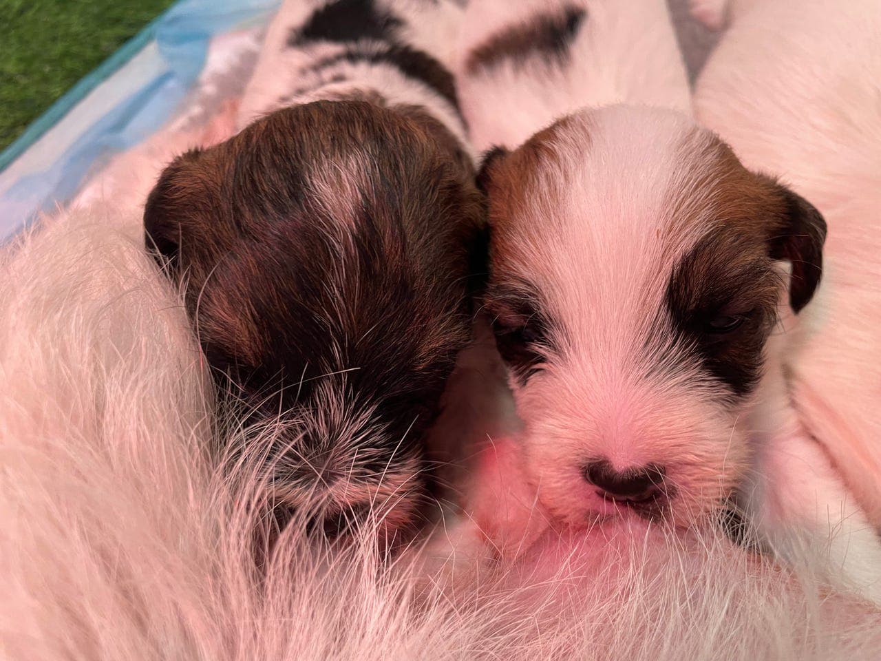 Jack Russell terrier valper