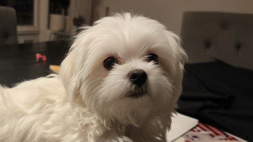 Malteser Valper til Salgs