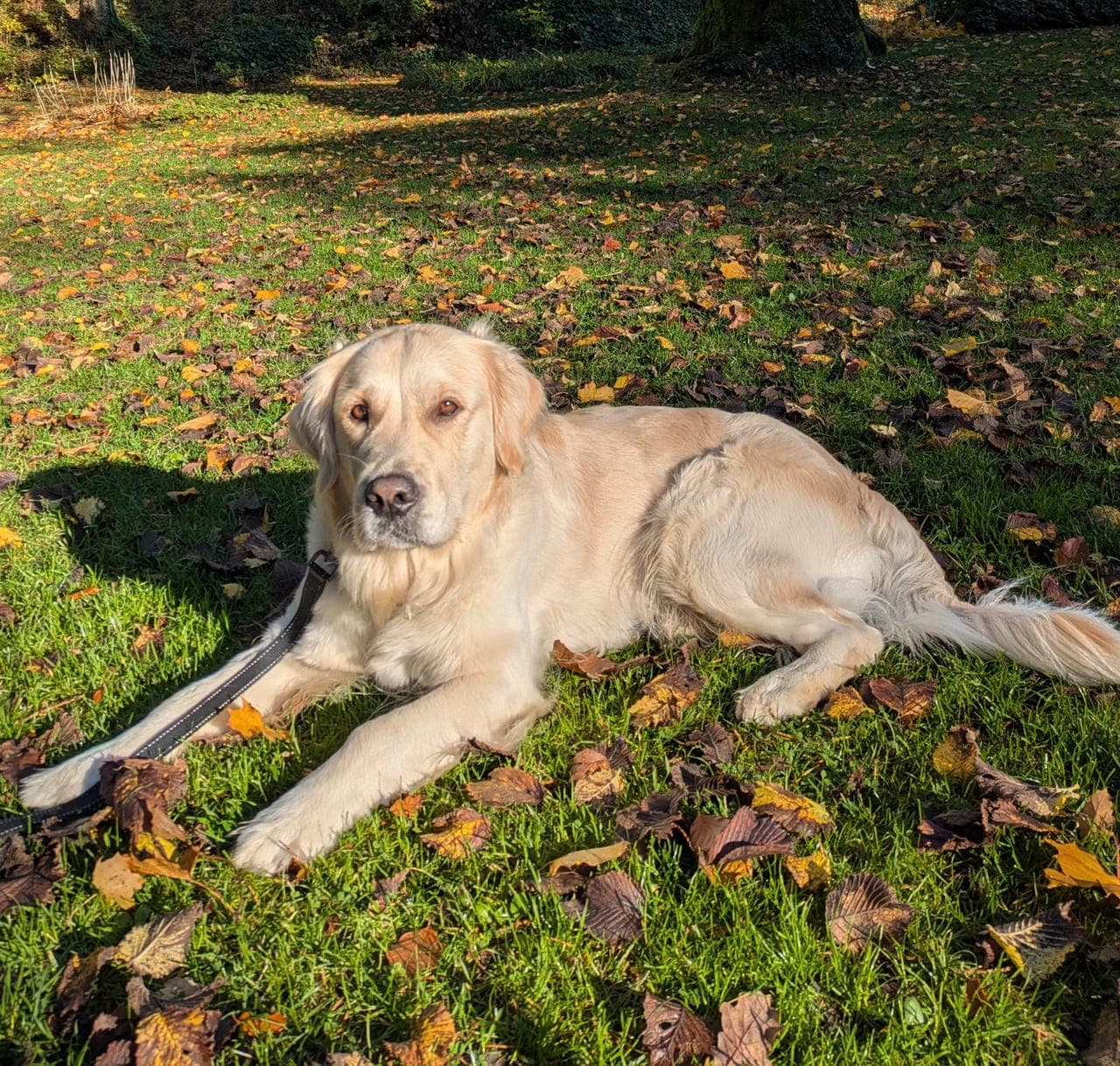 Golden retriever valper