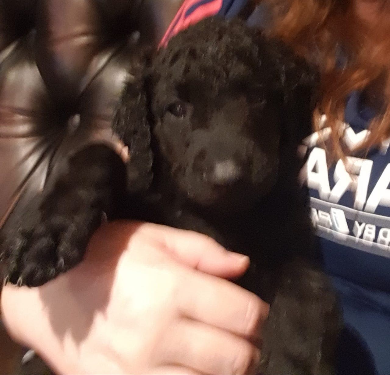 2 Curlygutter søker sine hjem