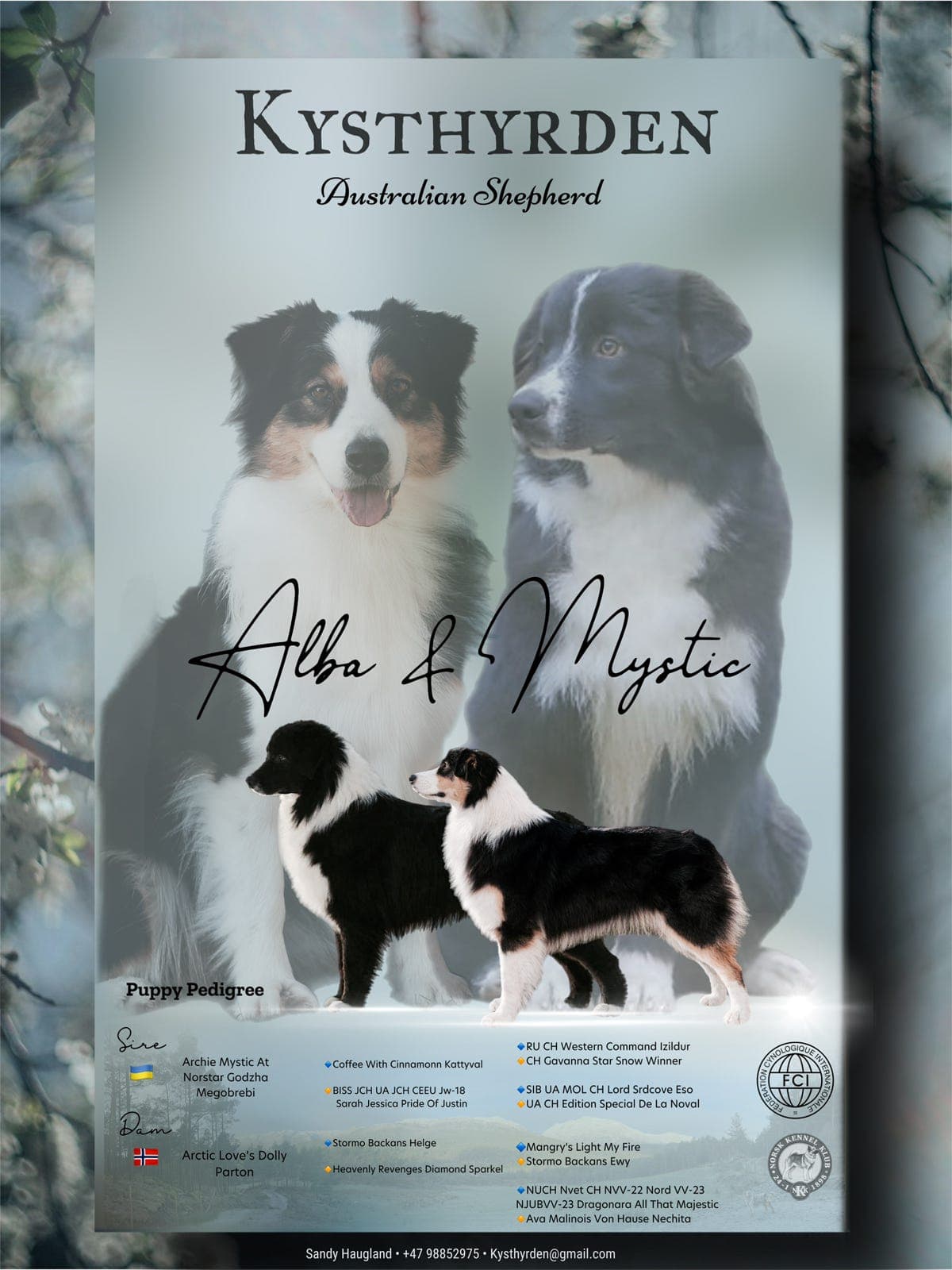 Australian Shepherd valper ventes