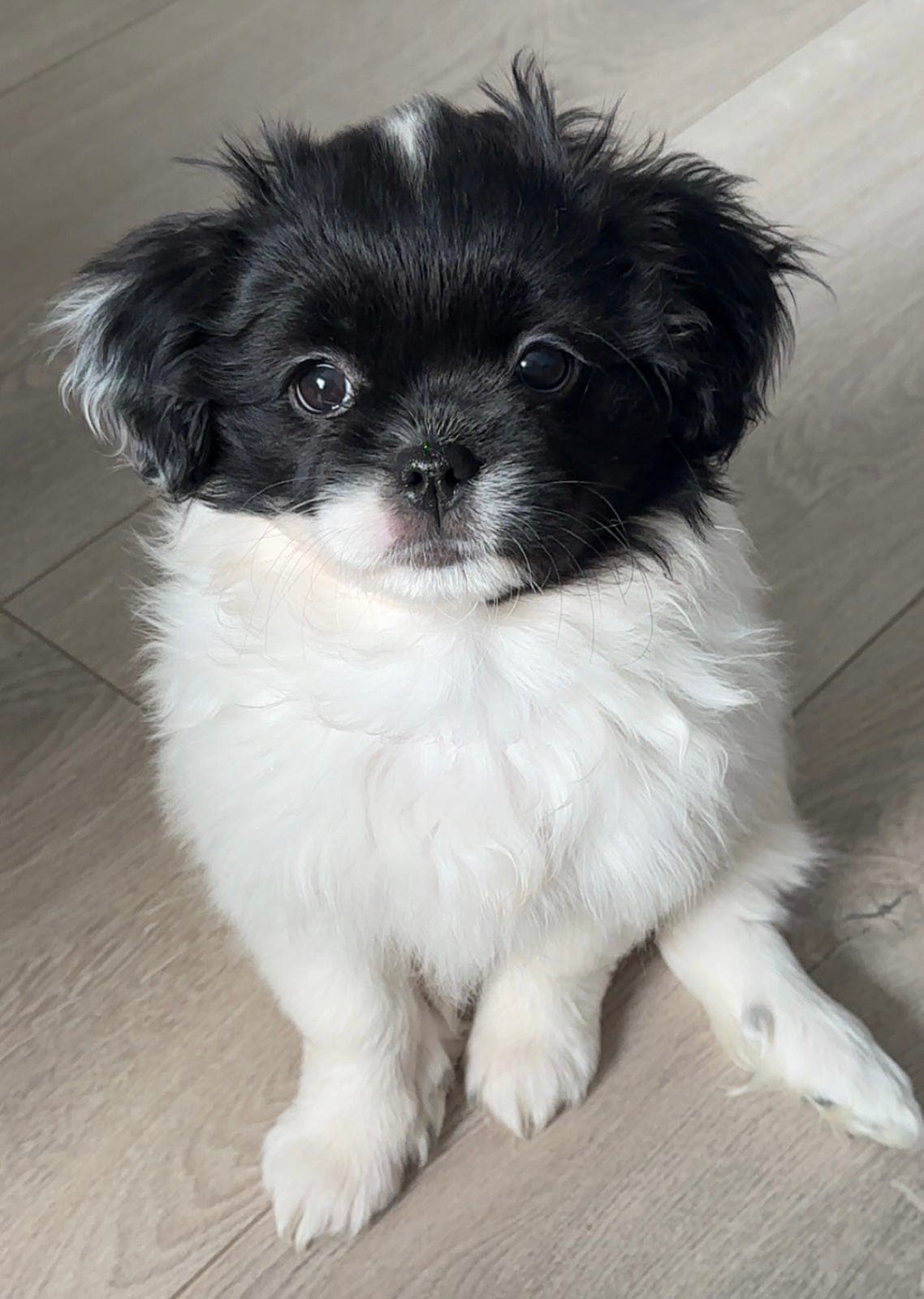 Tibetansk Spaniel Tispevalp