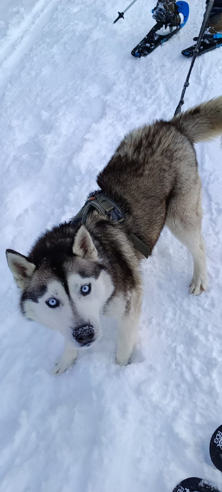 Siberian Husky vurderes omplassert