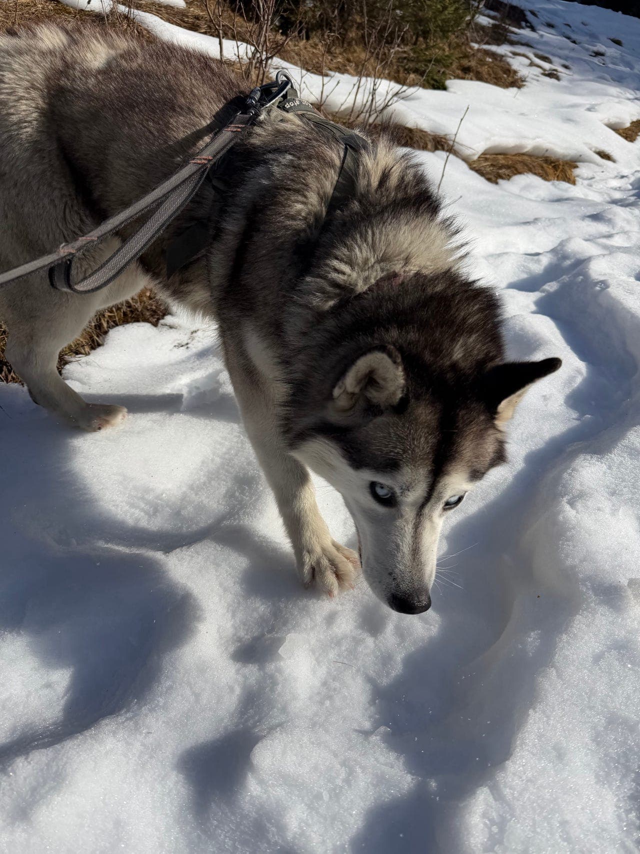 Siberian Husky vurderes omplassert