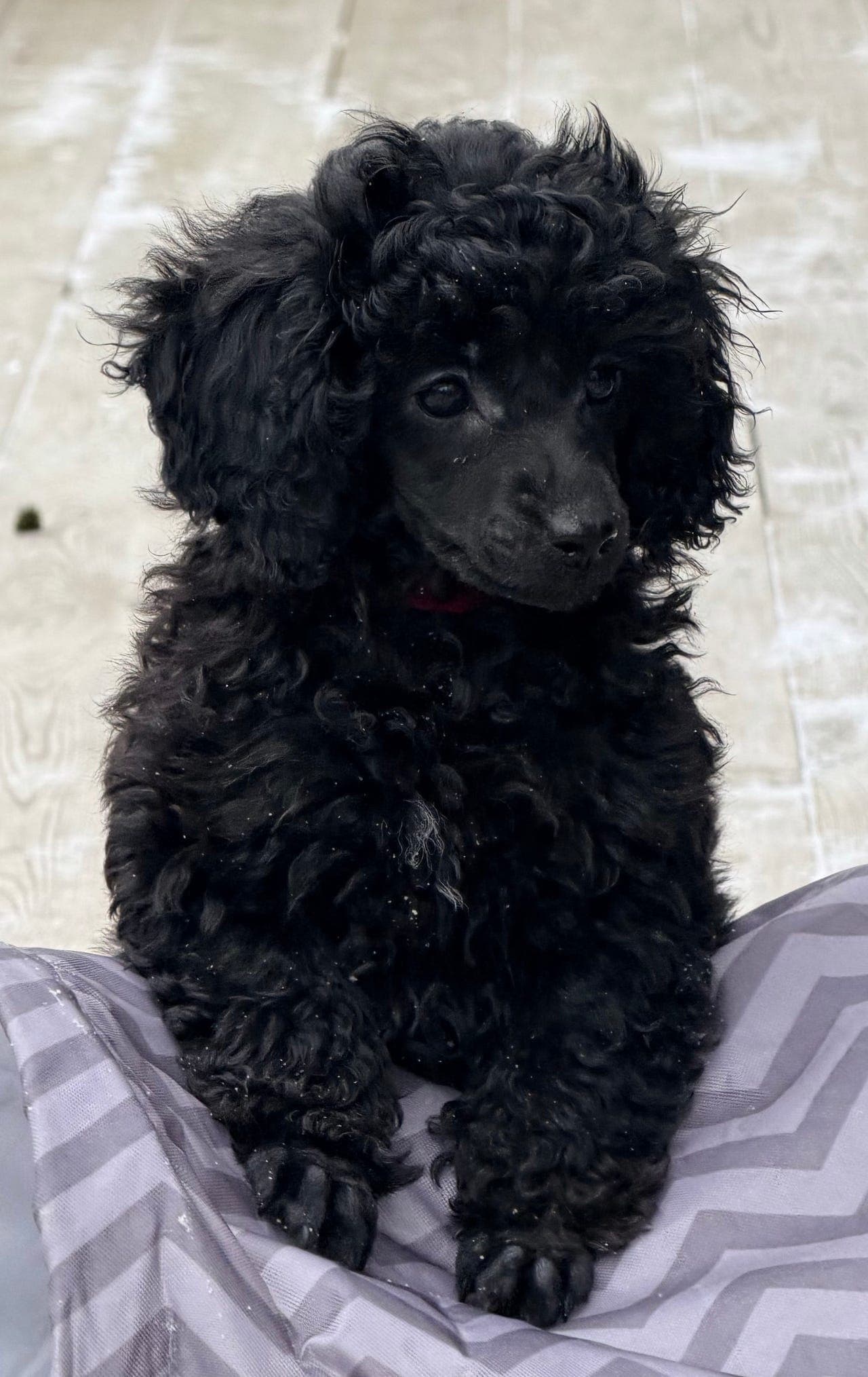 Nydelig Dvergpuddel jente ledig (reg i NKK)