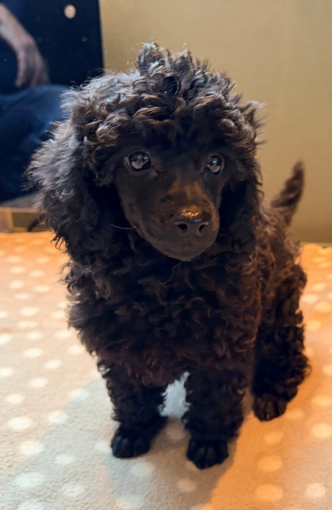 Sjarmerende Toy/Dvergpuddel gutt ledig