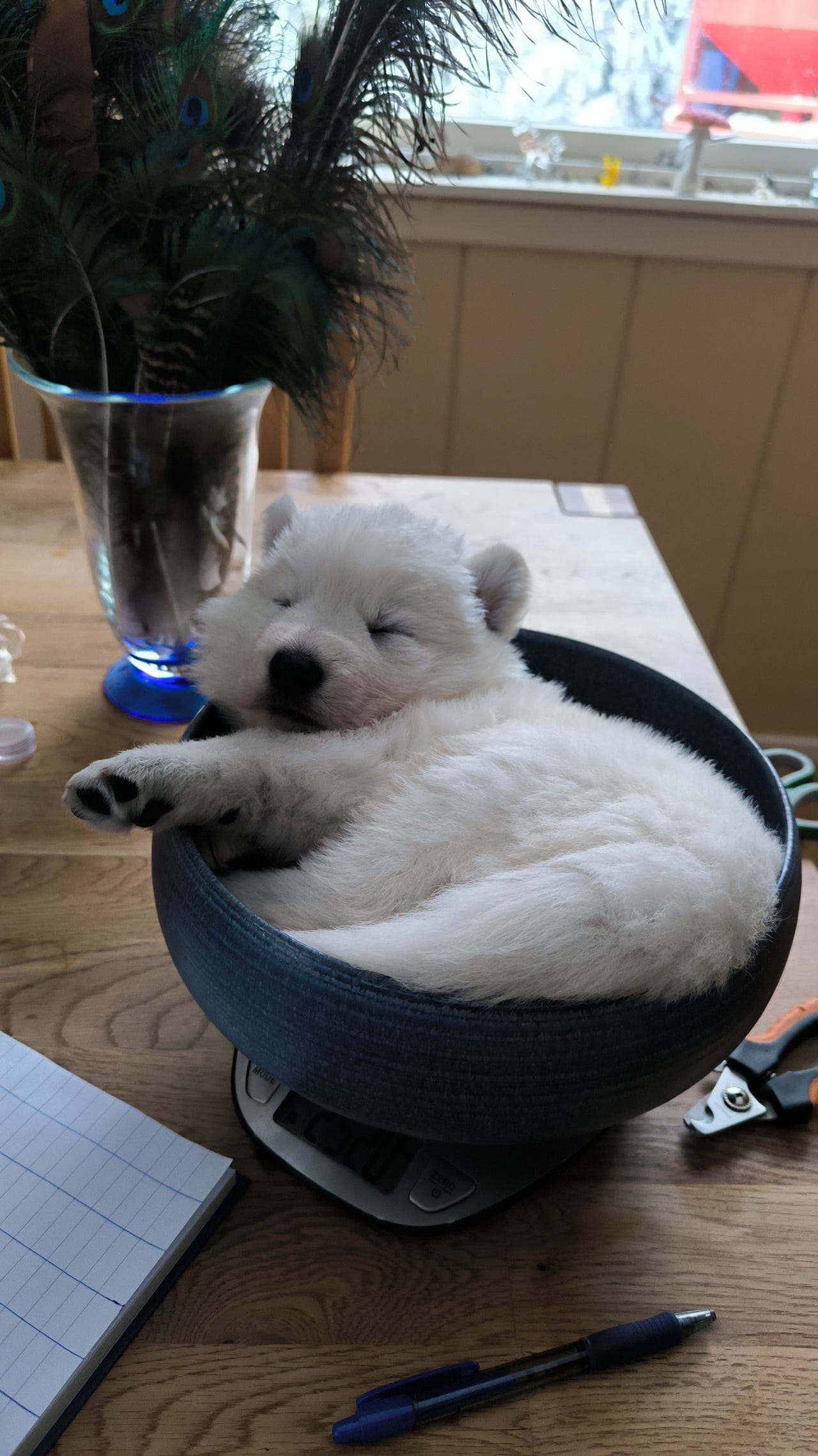 Hvite Gjeterhundvalper selges