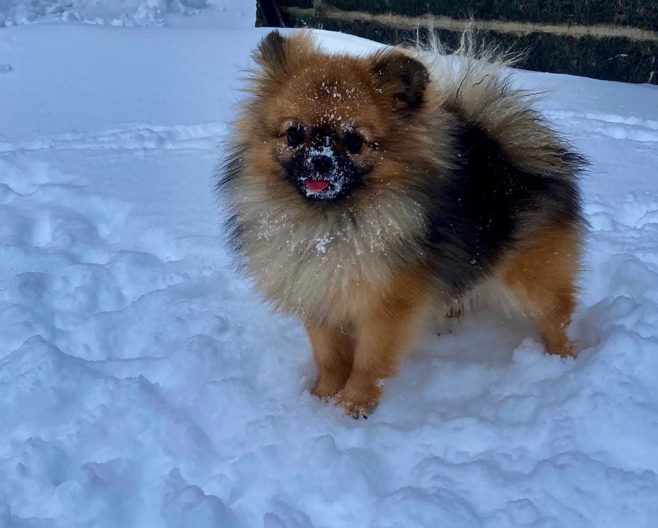 Pomeranian tispe