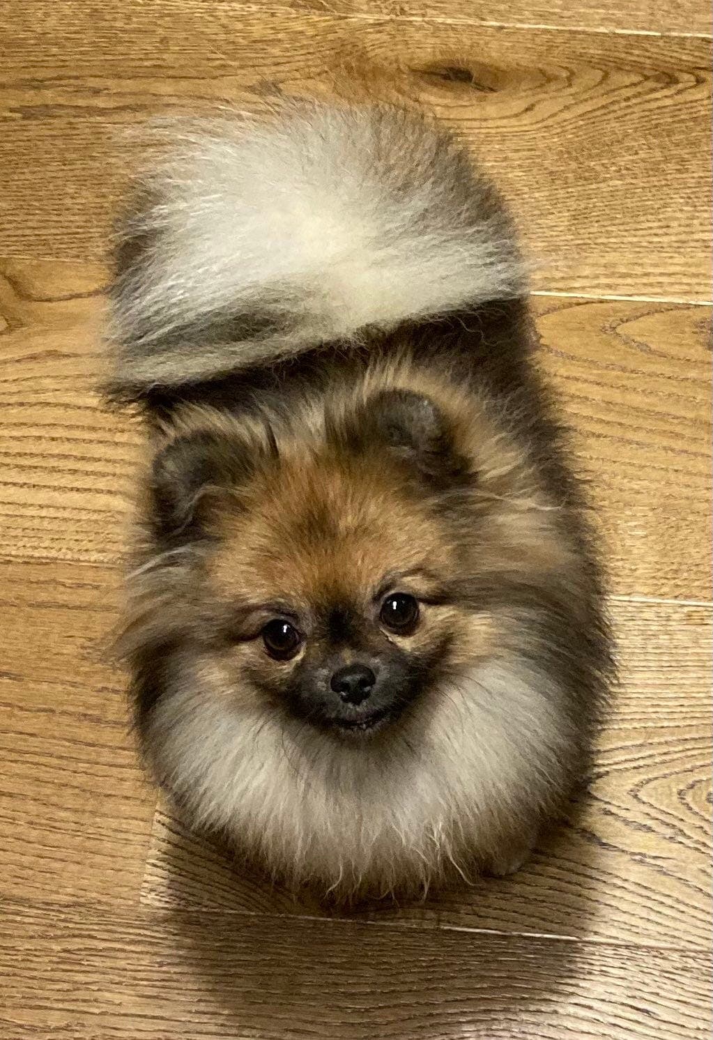 1 år gammel Pomeranian tispe med god stamtavle – søker nytt, trygt hjem