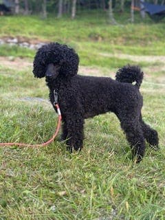 Renraset, mellom Puddel, NKK registrert, sorte valper - født 07. januar 2026